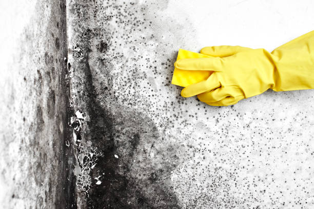 Best Mold Removal Company Near Me  in Hope Mills, NC