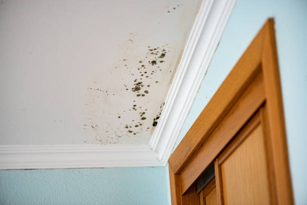 Mold Removal and Inspection in Hope Mills, NC