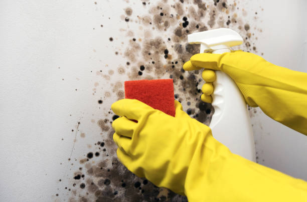 Best Best Mold Removal Companies  in Hope Mills, NC